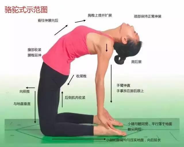 明博体育中国官方瑜伽108式标准体位图以及练习要点详解(图3)